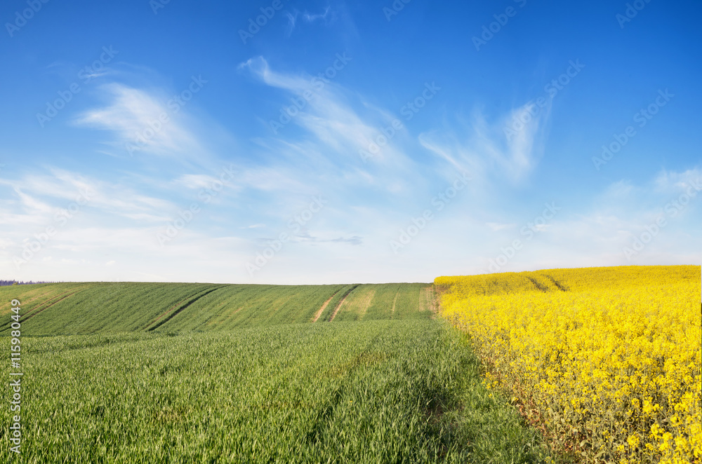 Wiosenne pole Wiosenne pole