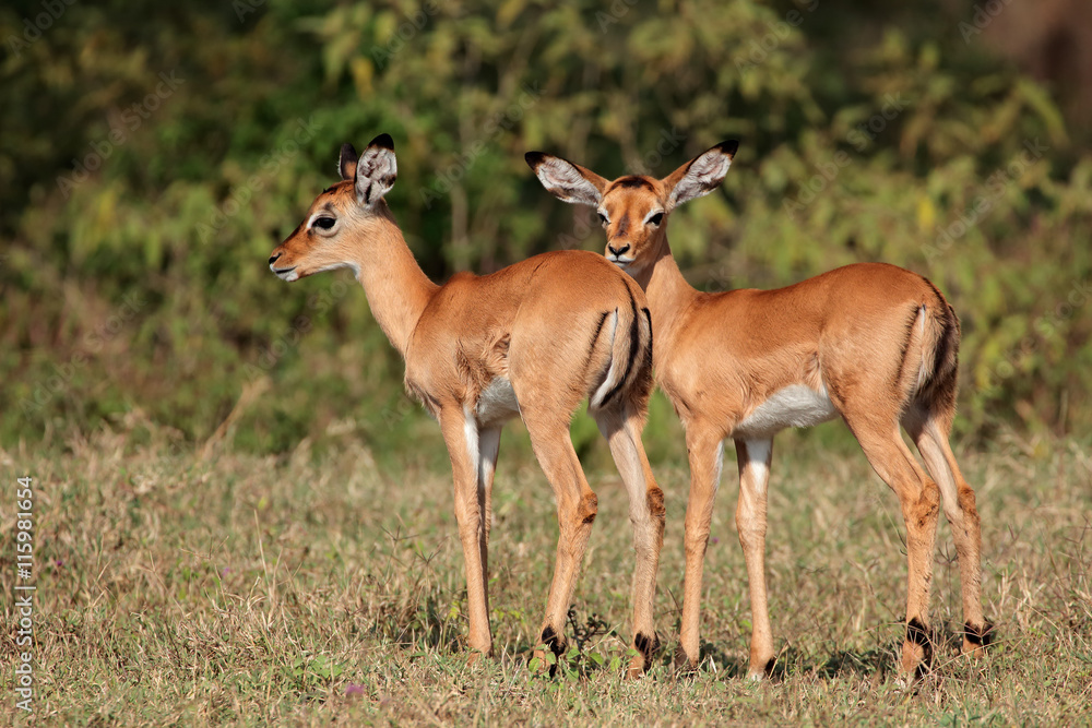 Two small impala antelope (Aepyceros melampus) lambs, Lake Nakuru National Park, Kenya. Two small impala antelope (Aepyceros melampus) lambs, Lake Nakuru National Park, Kenya.