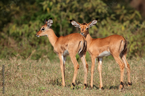 Two small impala antelope (Aepyceros melampus) lambs, Lake Nakuru National Park, Kenya.