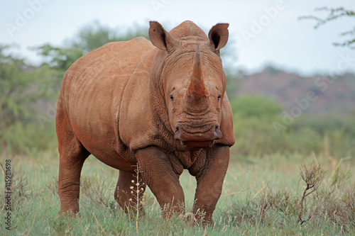 A white rhinoceros  Ceratotherium simum  in natural habitat  South Africa.