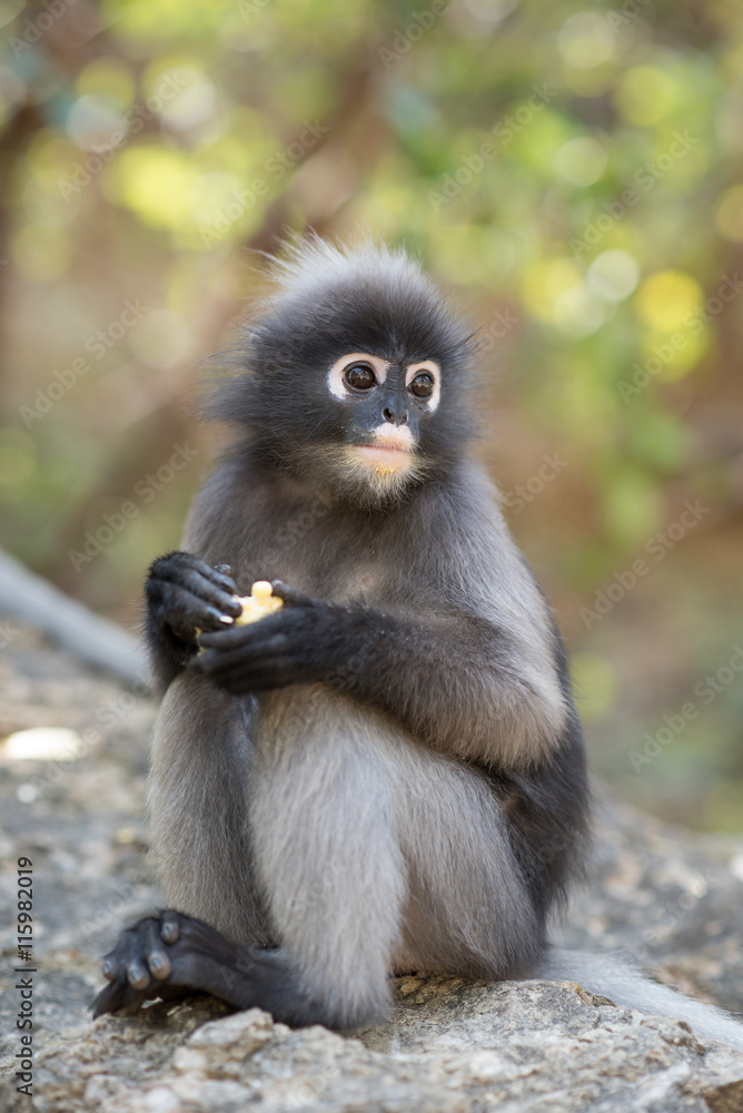 South Langur or Dusky leaf monkey is residents in Thailand (Trachypithecus obscurus), Selective focus. South Langur or Dusky leaf monkey is residents in Thailand (Trachypithecus obscurus), Selective focus.