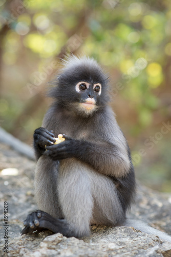 South Langur or Dusky leaf monkey is residents in Thailand (Trachypithecus obscurus), Selective focus.