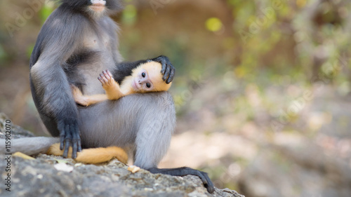 South Langur or Dusky leaf monkey is residents in Thailand (Trachypithecus obscurus),Selective focus only baby south langur. photo