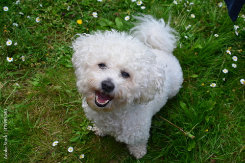 Fotografie happy bichon frise sitting