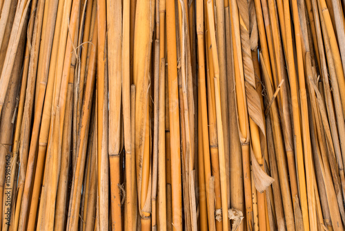 background of dried reeds