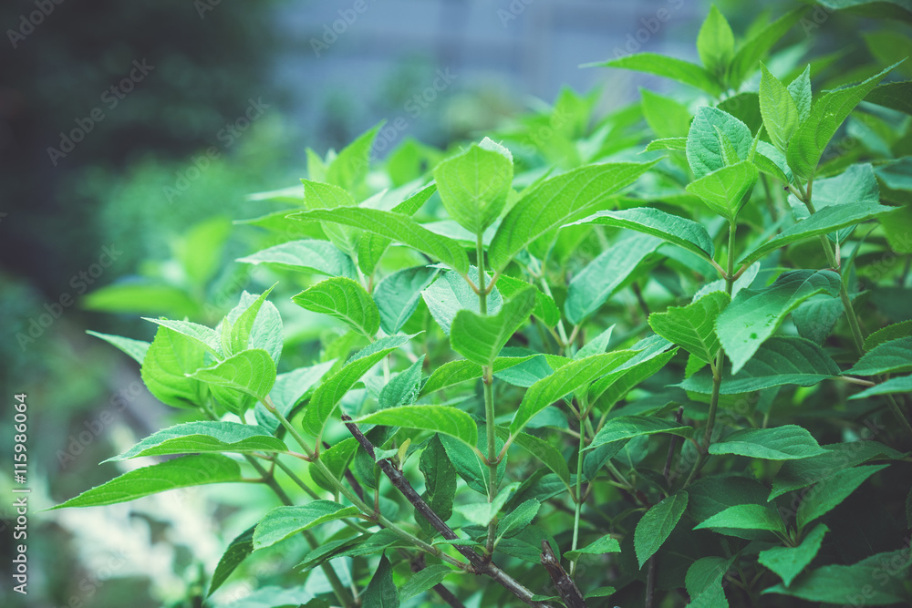 Green leaves of hydrangea bush. Toned image.