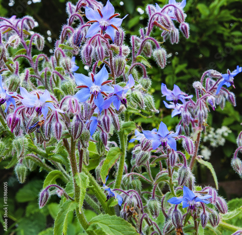 Canvas Print Borage plant / herb (Borago officinalis) in sunlight.