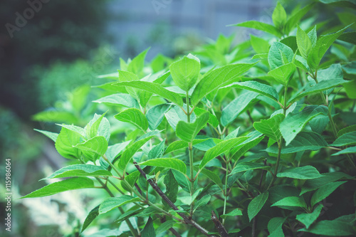 Green leaves of hydrangea bush. Toned image.