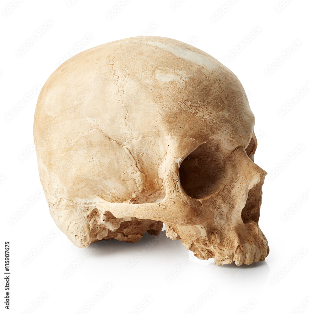 Female skull Female skull