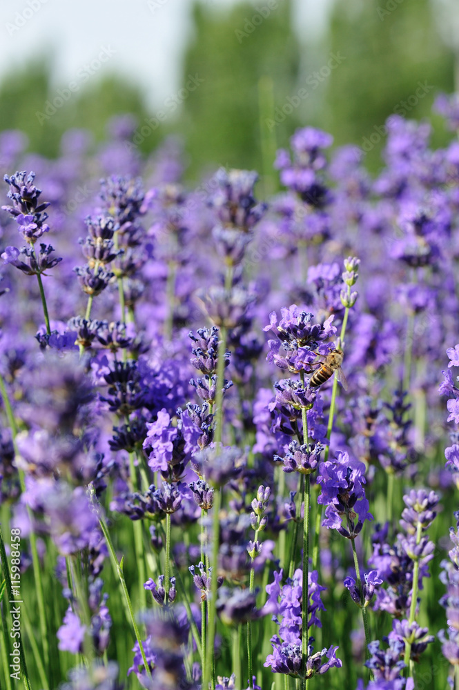 Naklejka premium beautiful scented lavender flowers in growth at field