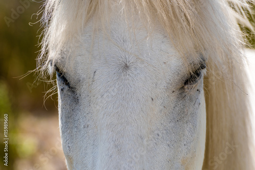 Weißes Pferd in der Camargue