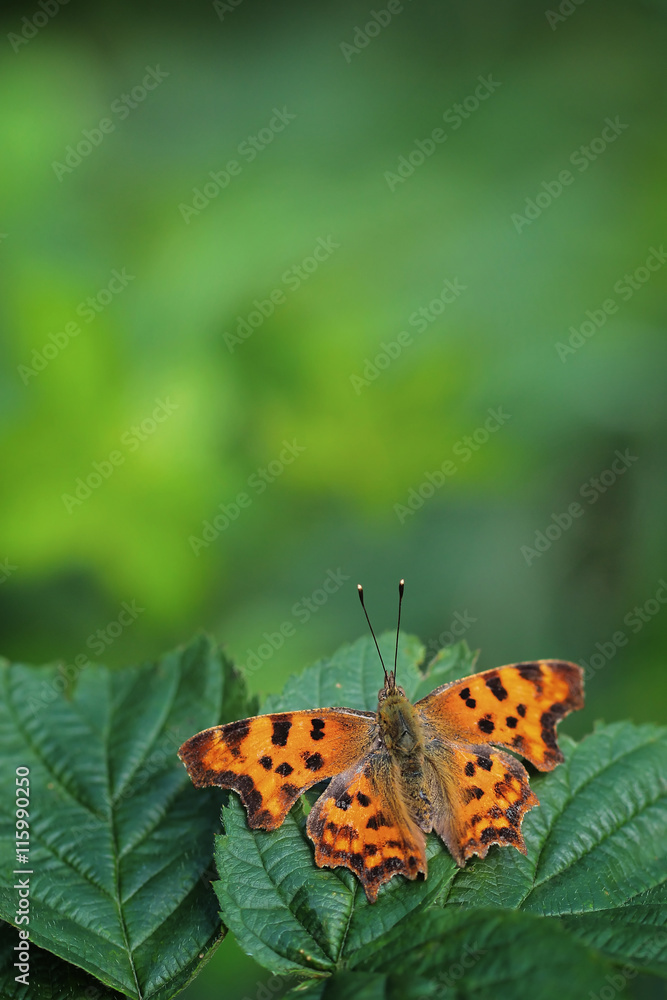 Comma butterfly resting on a leafy bush. Comma butterfly resting on a leafy bush.