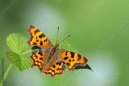 Comma butterfly resting on a leafy bush.
