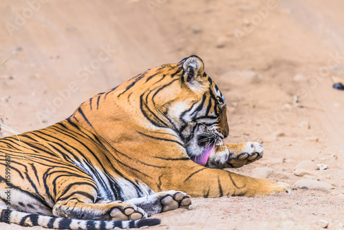 Fototapeta Naklejka Na Ścianę i Meble -  Female Royal Bengal Tigress named Noor