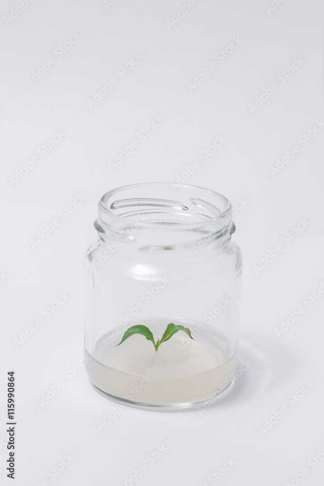 in vitro in vitro