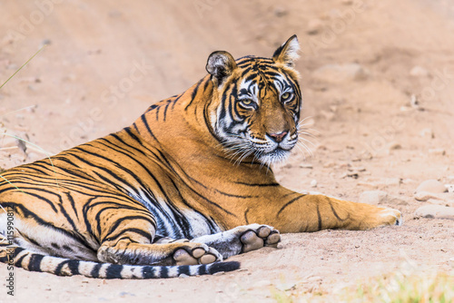 Fototapeta Naklejka Na Ścianę i Meble -  Female Royal Bengal Tigress named Noor