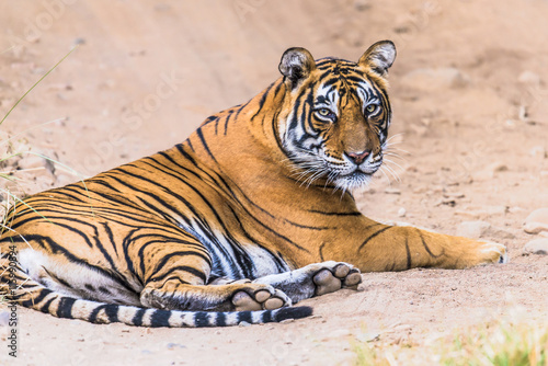 Fototapeta Naklejka Na Ścianę i Meble -  Female Royal Bengal Tigress named Noor