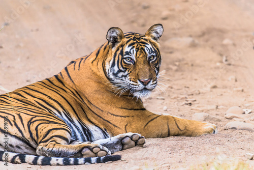 Fototapeta Naklejka Na Ścianę i Meble -  Female Royal Bengal Tigress named Noor