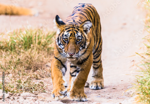Fototapeta Naklejka Na Ścianę i Meble -  Cub of Royal Bengal Tiger