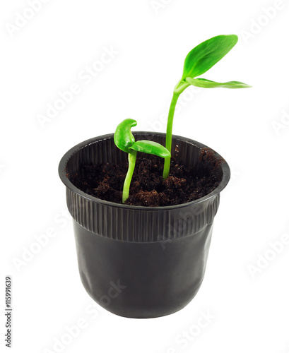 Seedling in soil isolated on white background