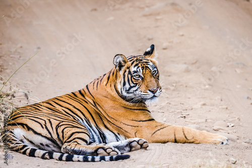 Fototapeta Naklejka Na Ścianę i Meble -  Female Tigress named Noor