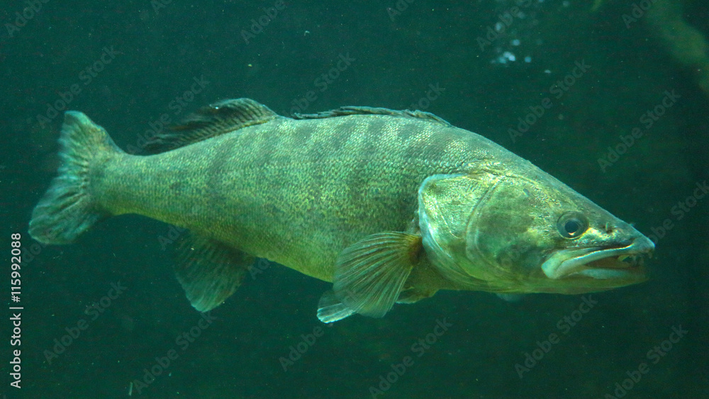 Obraz premium Pike perch (Sander Lucioperca) underwater photo in lake. Diving in fresh water.