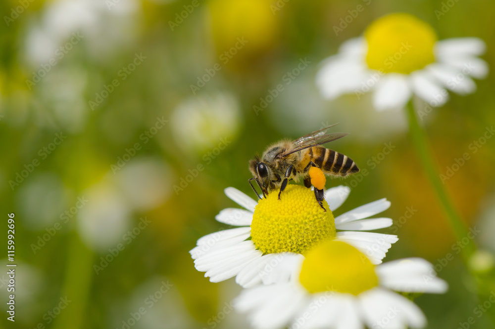 Macro shot of bee on chamomile flowers. Macro shot of bee on chamomile flowers.