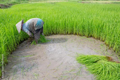 farmer work on rice field