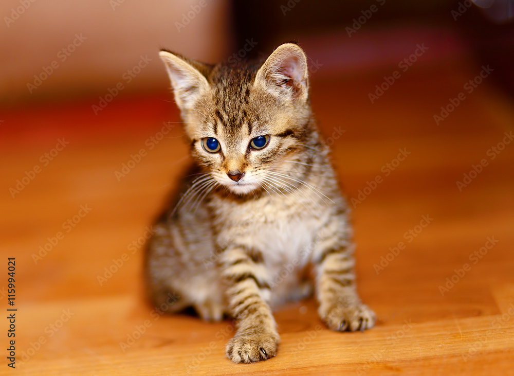 adorable sweet little kitty on wooden floor.