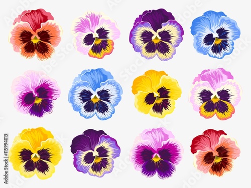 Set of pansy flowers photo