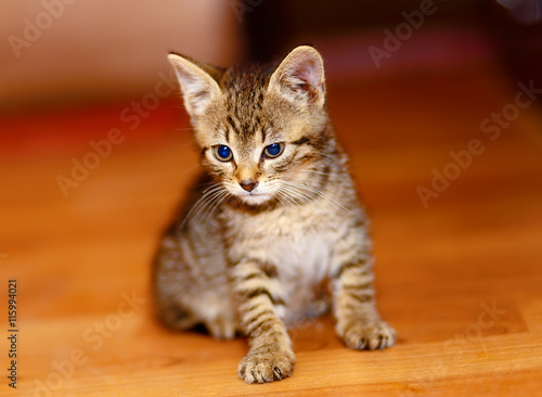 adorable sweet little kitty on wooden floor. © jozefklopacka