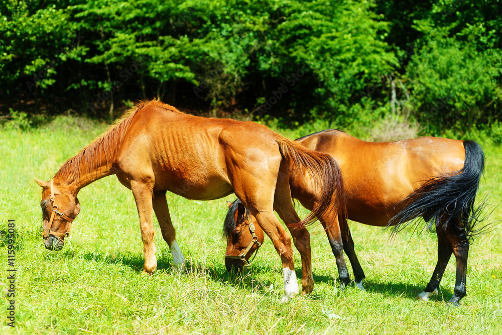 beautiful brown horses grassing on a green meadow. beautiful brown horses grassing on a green meadow.
