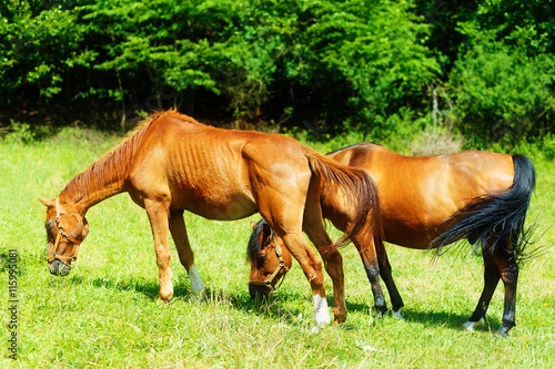 beautiful brown horses grassing on a green meadow.