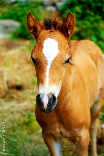 little adorable brown baby foal on summer meadow.