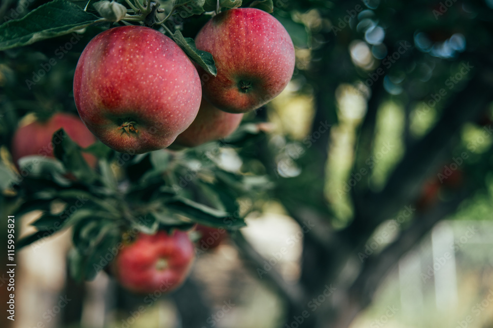 Obraz premium Red Apples on the Tree