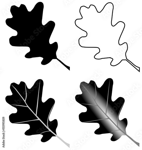 oak,Quercus petraea,
