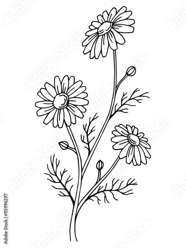 Fototapeta Naklejka Na Ścianę i Meble -  Chamomile flower graphic art black white isolated illustration vector