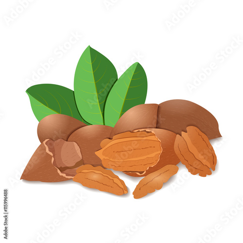 Vector illustration pecan nut. A handful of shelled pecans nuts in shell and shelled, leaves. Tasty Image on white background nuts for printing on packaging, advertising of healthy foods