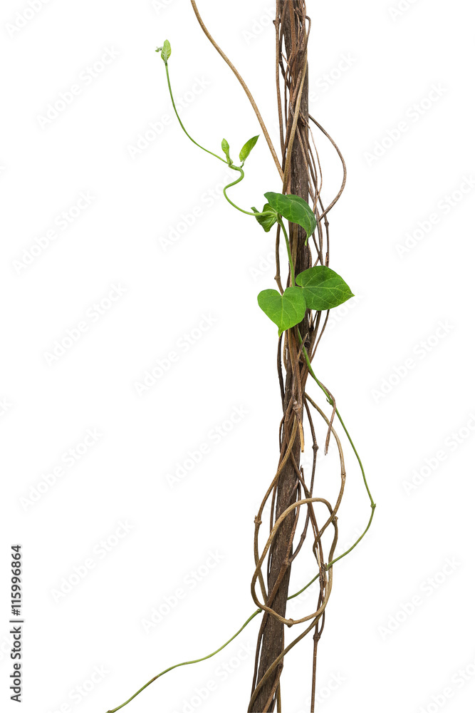 Dry vines top