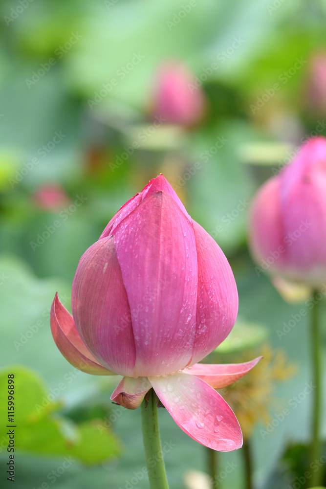 Lotus bud