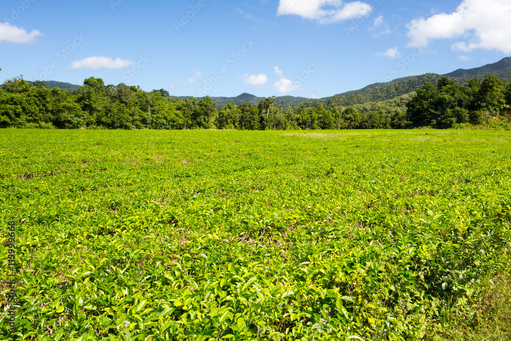 Daintree Tea Plantation Daintree Tea Plantation