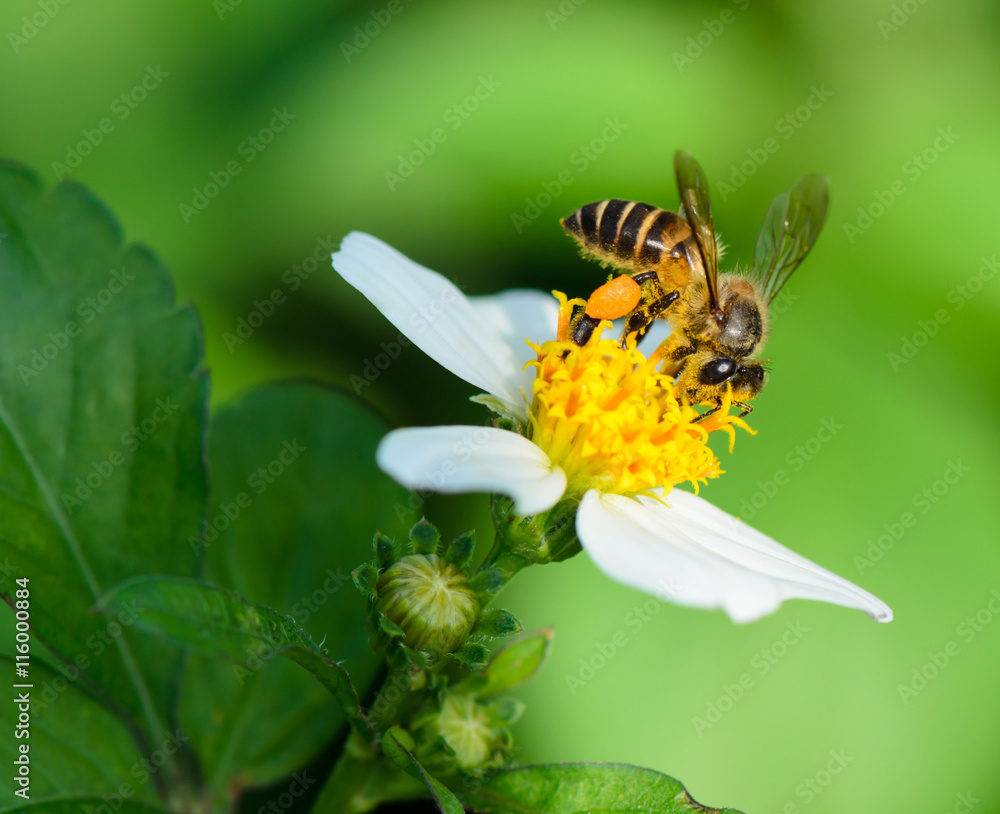 Honey bee collecting nectar on wild flower, macro. Honey bee collecting nectar on wild flower, macro.
