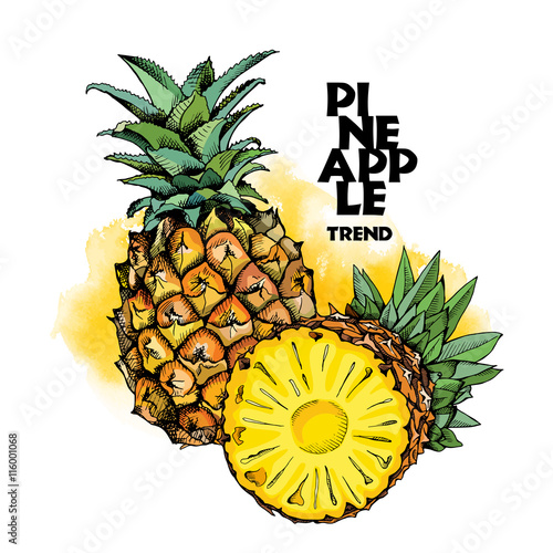 Pineapples fruit in color. Vector illustration.