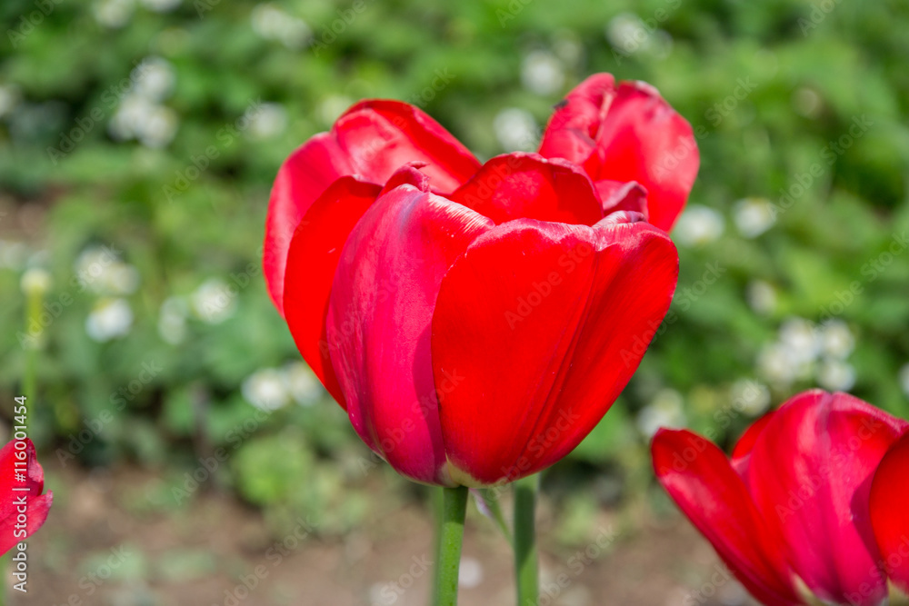 Beautiful flowering red tulips in the garden in springtime Beautiful flowering red tulips in the garden in springtime