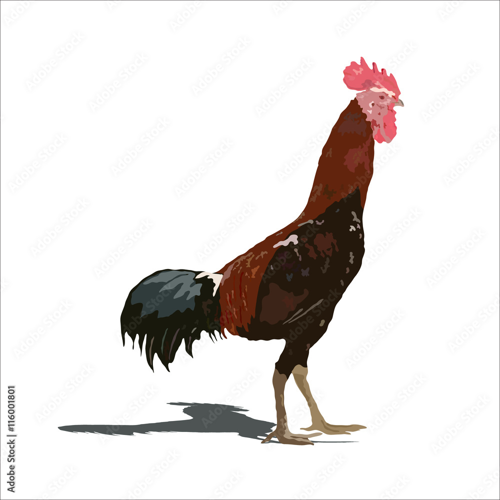 Naklejka chicken illustration. isolated vector animal farm