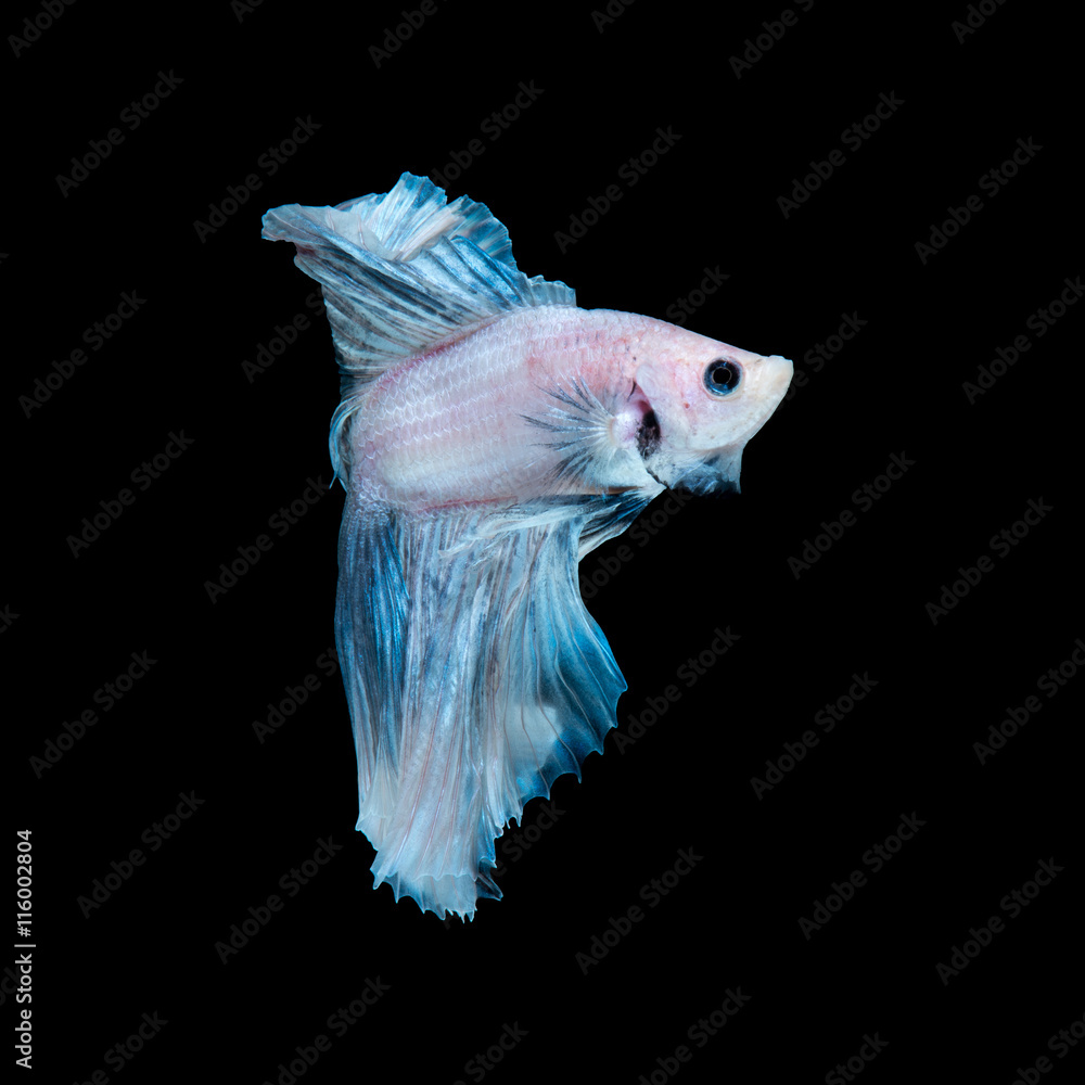 Blue betta fish isolated on black background Blue betta fish isolated on black background