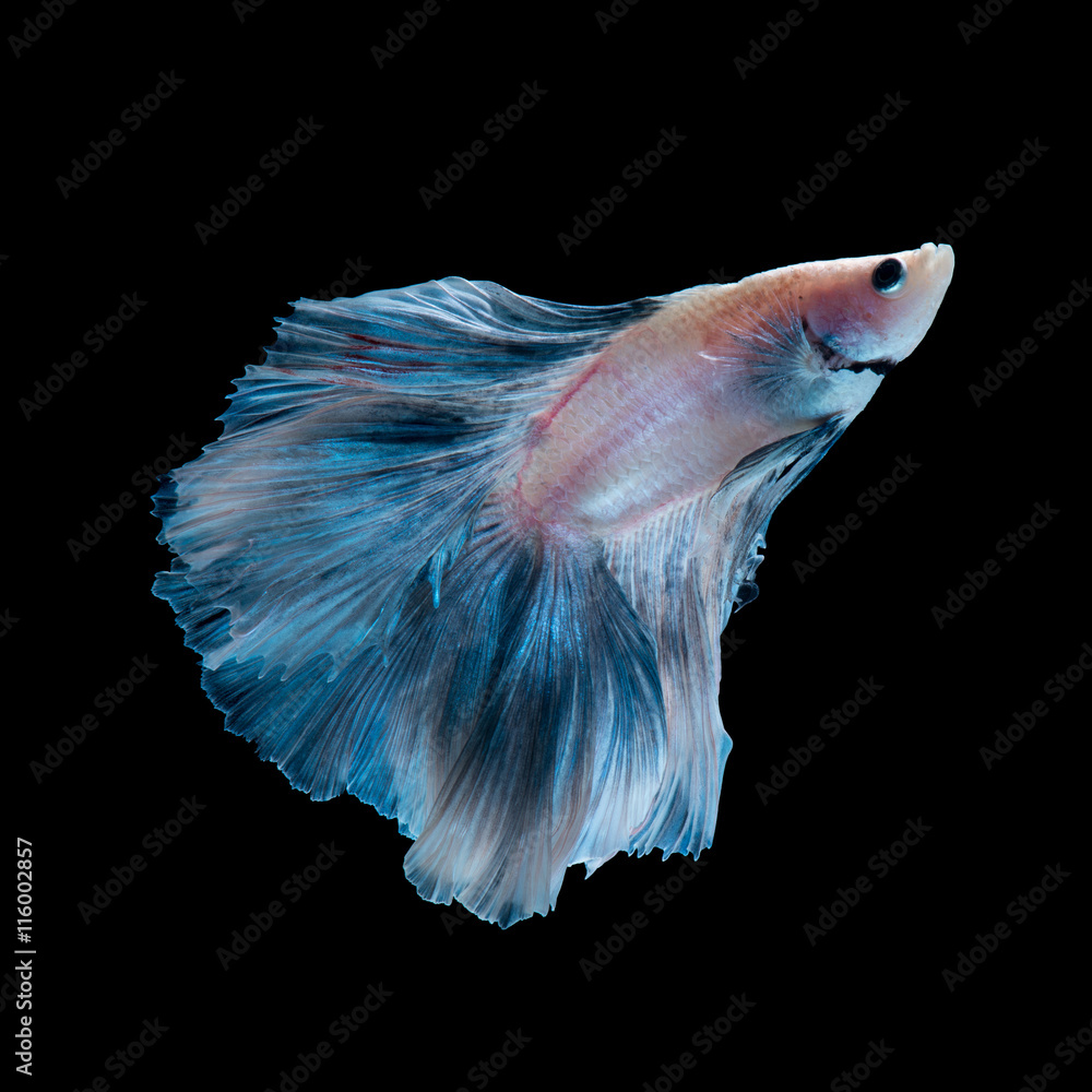 Blue betta fish isolated on black background Blue betta fish isolated on black background