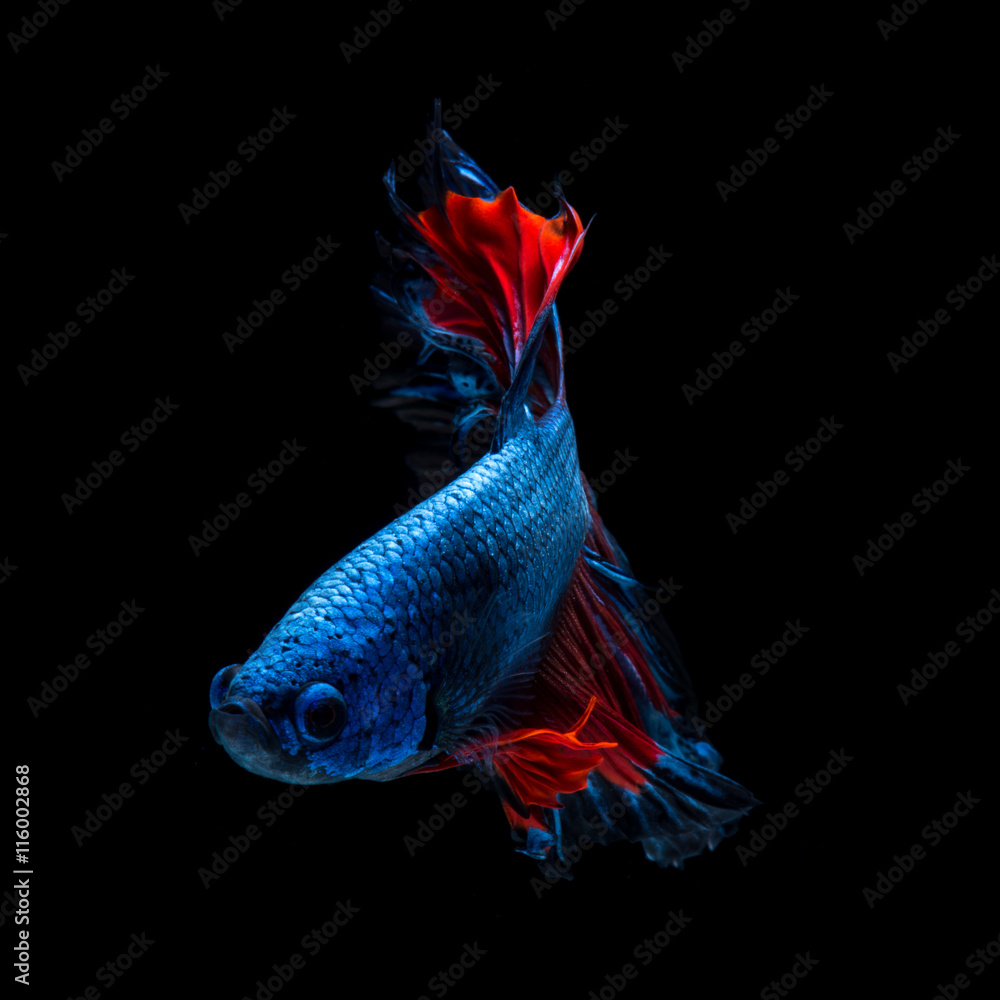 Red-blue bettas Stock Photo | Adobe Stock