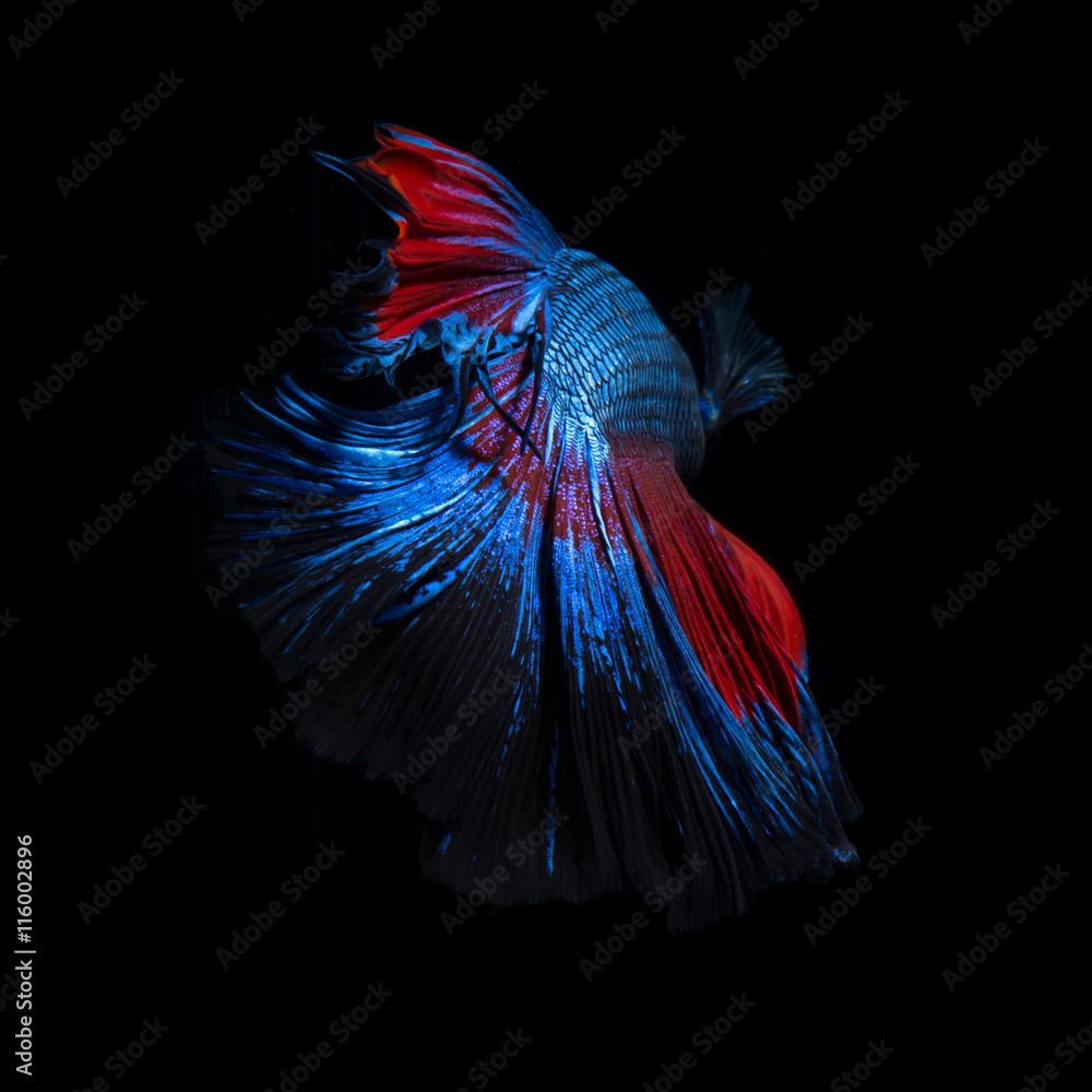 Red-blue bettas Stock Photo | Adobe Stock
