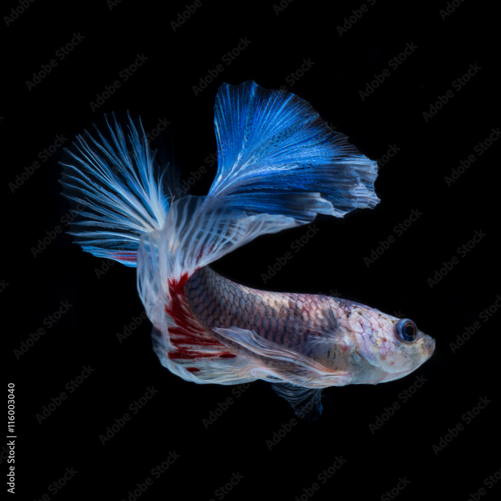 Fototapeta premium Betta fish. Capture the moving moment of red-blue siamese fighti